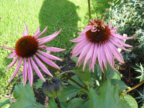 Echinacea purpurea 'Double Decker' - Klik op de afbeelding om het venster te sluiten